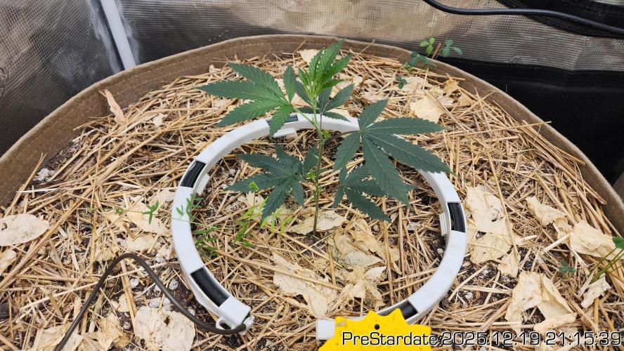 Chill Out OG - MrGrowIt - FabricPotScrog. Week 7