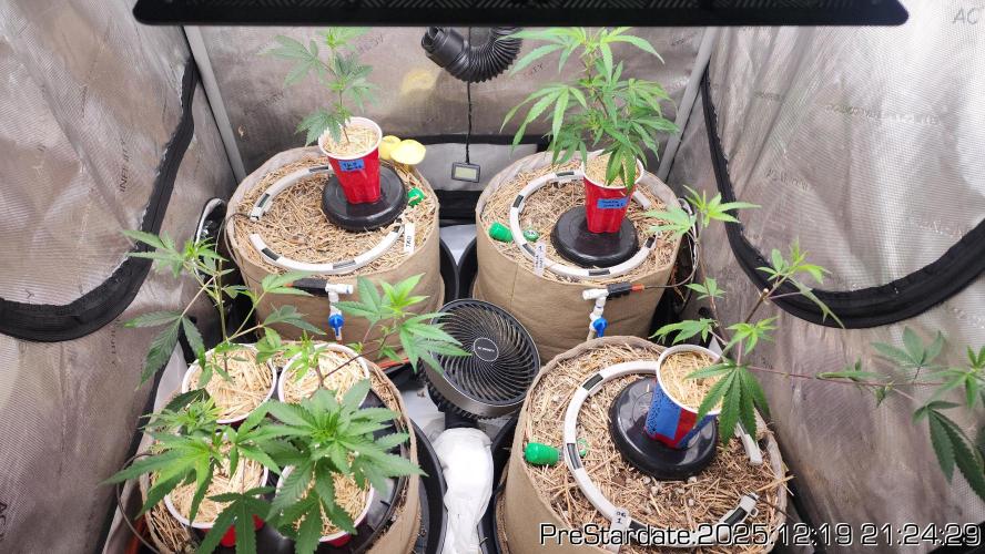 Chill Out OG - MrGrowIt - FabricPotScrog. Week 7