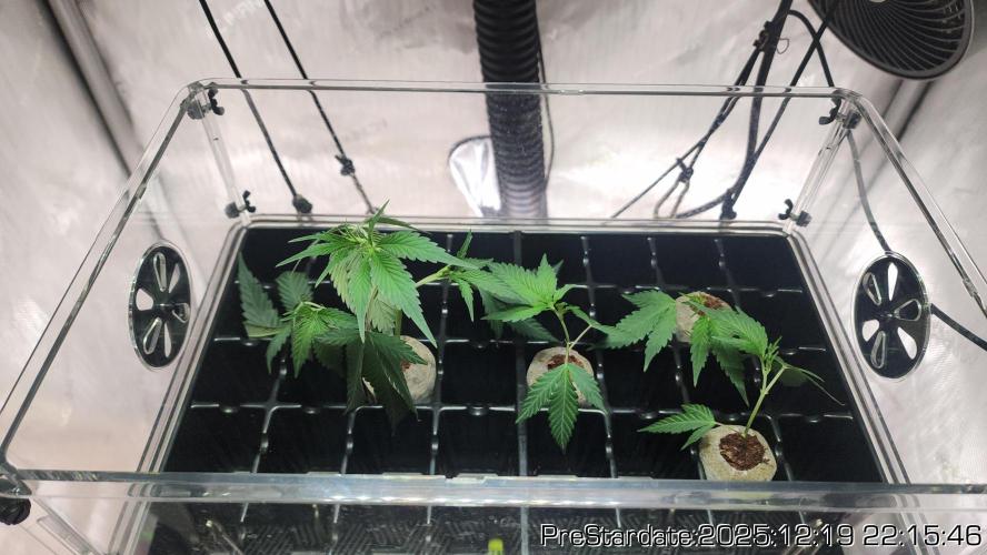 Chill Out OG - MrGrowIt - FabricPotScrog. Week 7