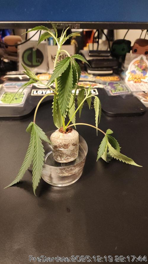 Chill Out OG - MrGrowIt - FabricPotScrog. Week 7