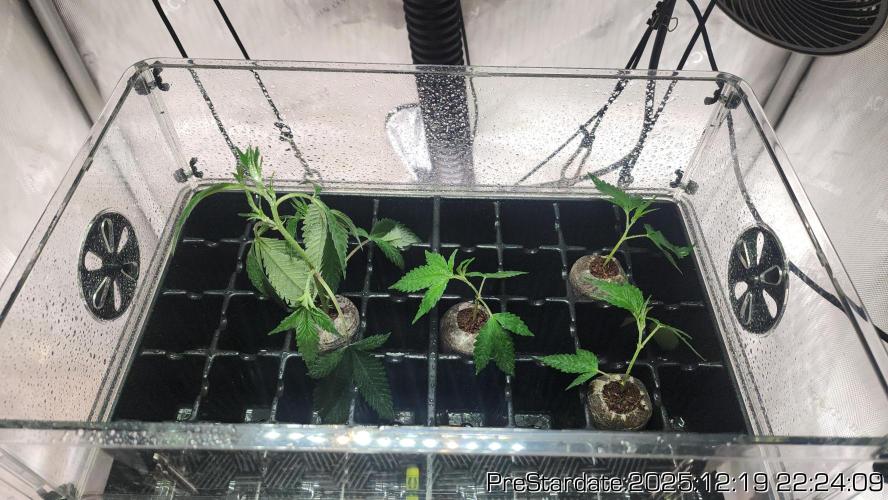 Chill Out OG - MrGrowIt - FabricPotScrog. Week 7