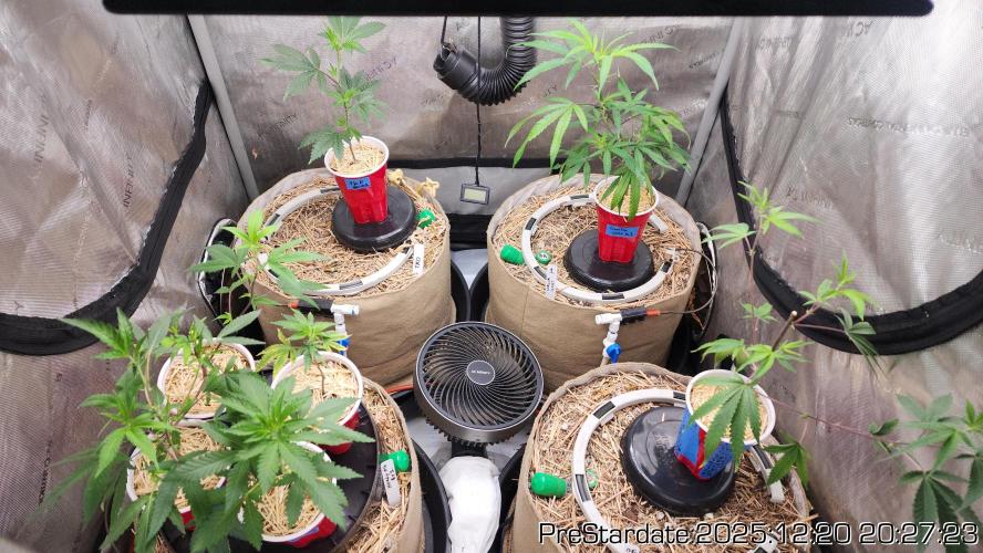 Chill Out OG - MrGrowIt - FabricPotScrog. Week 7