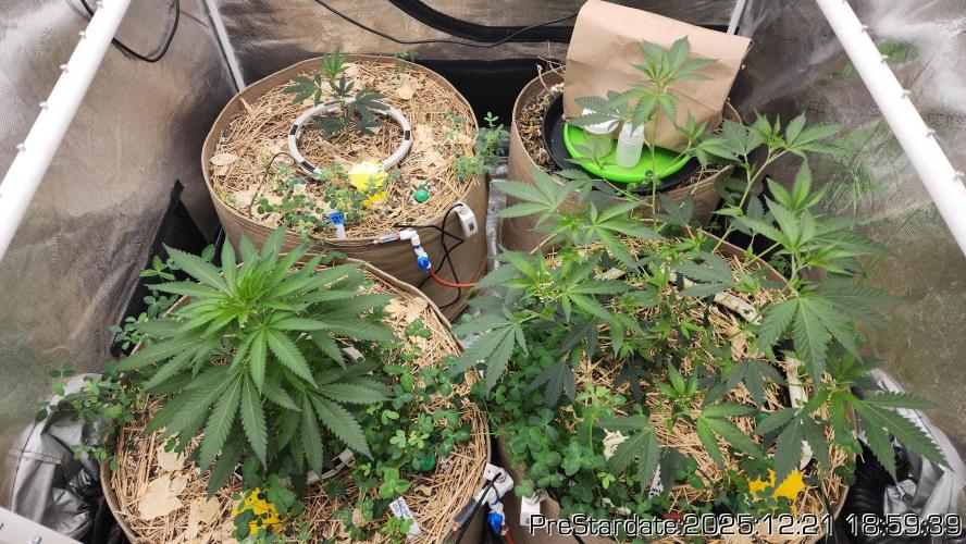 Chill Out OG - MrGrowIt - FabricPotScrog. Week 7