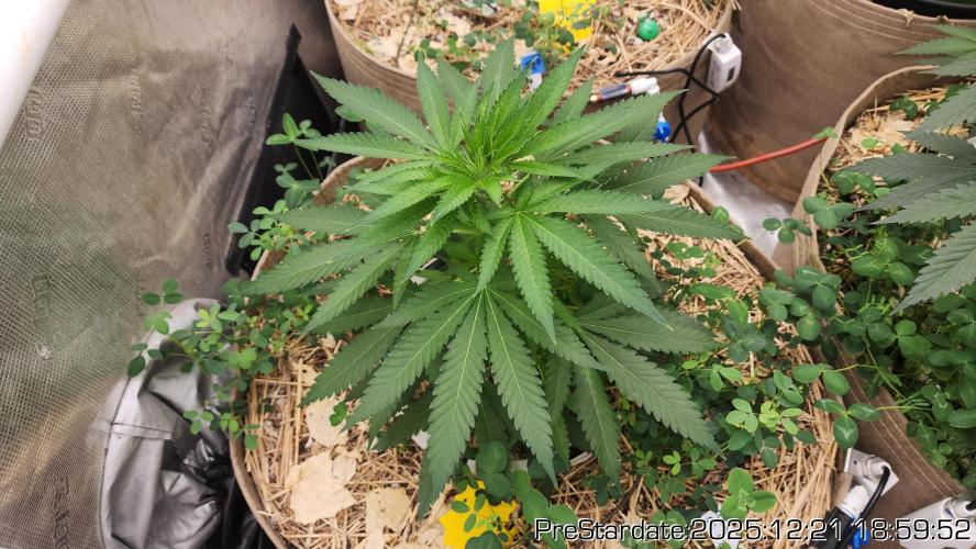 Chill Out OG - MrGrowIt - FabricPotScrog. Week 7