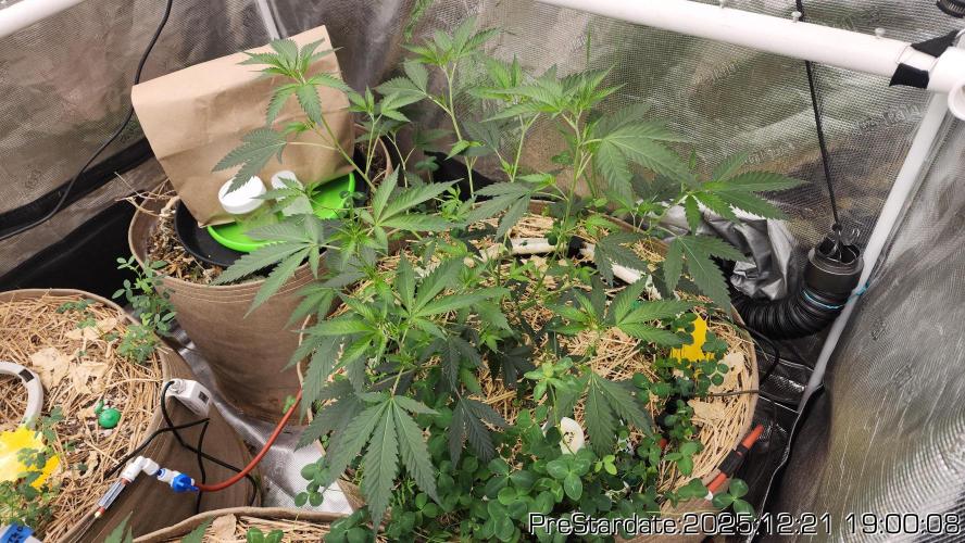 Chill Out OG - MrGrowIt - FabricPotScrog. Week 7