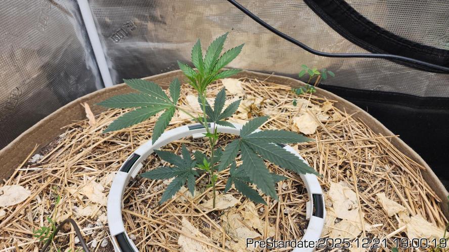 Chill Out OG - MrGrowIt - FabricPotScrog. Week 7