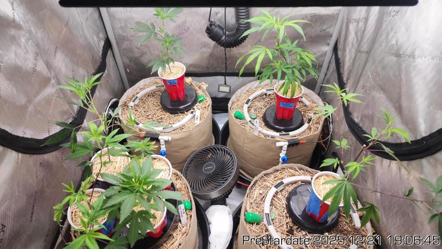 Chill Out OG - MrGrowIt - FabricPotScrog. Week 7