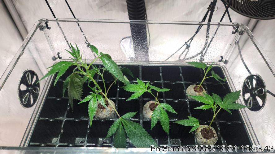 Chill Out OG - MrGrowIt - FabricPotScrog. Week 7