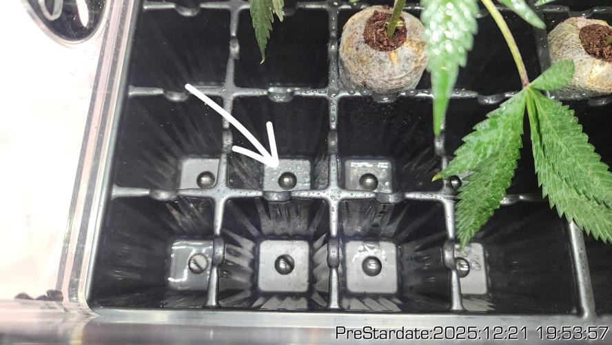 Chill Out OG - MrGrowIt - FabricPotScrog. Week 7