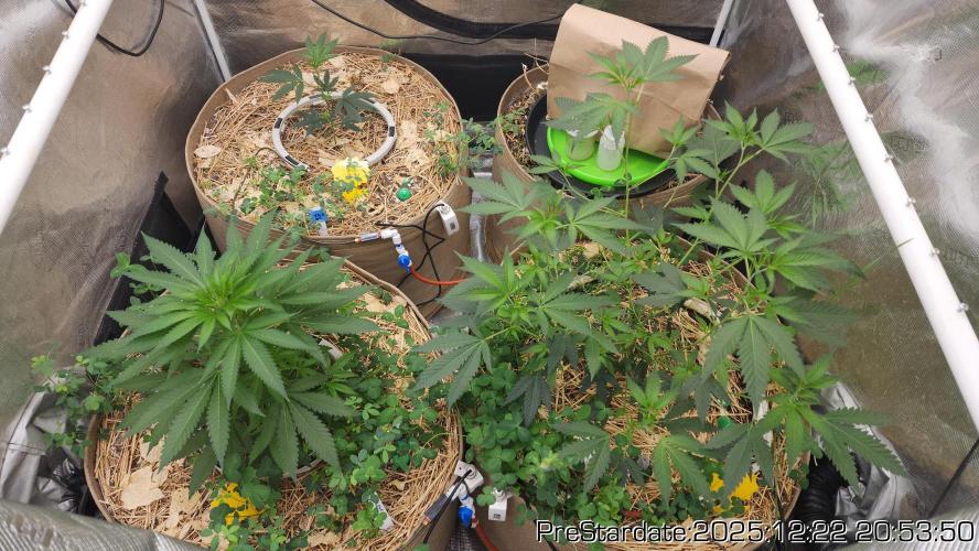 Chill Out OG - MrGrowIt - FabricPotScrog. Week 8