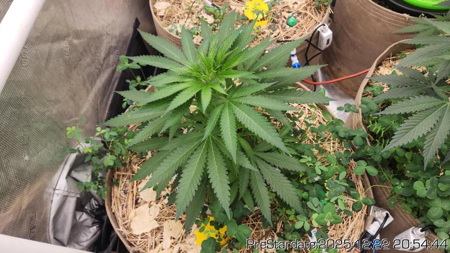 Chill Out OG - MrGrowIt - FabricPotScrog. Week 8