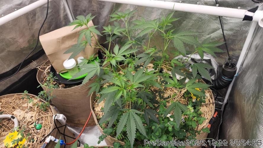 Chill Out OG - MrGrowIt - FabricPotScrog. Week 8