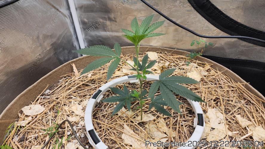 Chill Out OG - MrGrowIt - FabricPotScrog. Week 8