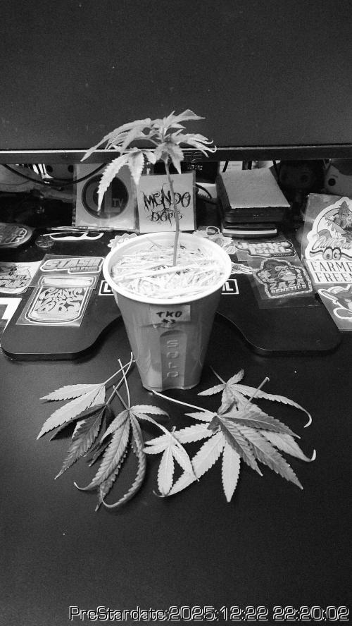 Chill Out OG - MrGrowIt - FabricPotScrog. Week 8