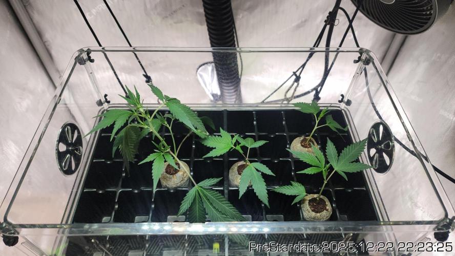 Chill Out OG - MrGrowIt - FabricPotScrog. Week 8