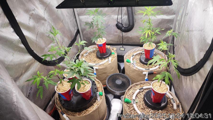 Chill Out OG - MrGrowIt - FabricPotScrog. Week 8