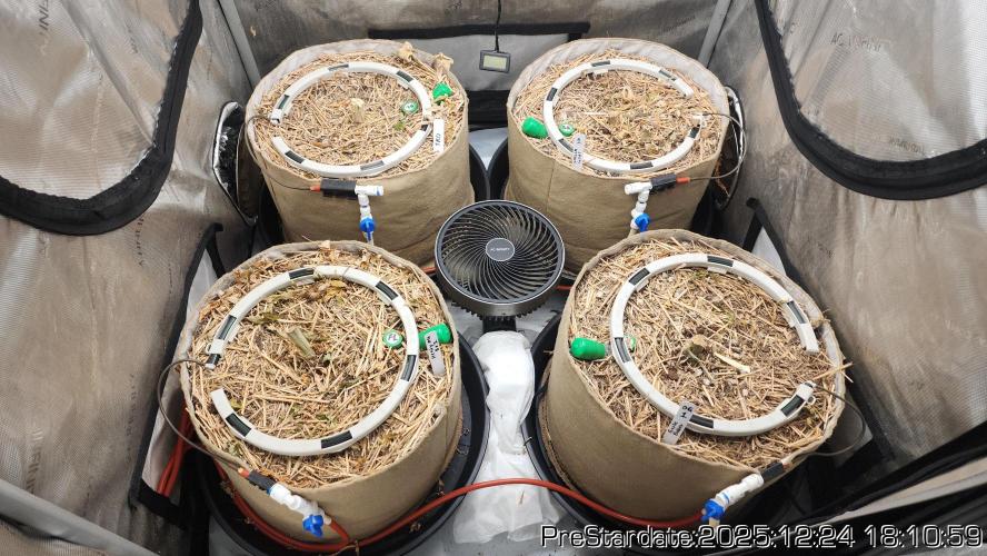 Chill Out OG - MrGrowIt - FabricPotScrog. Week 8