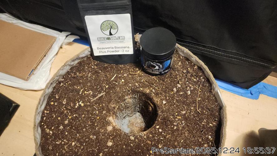 Chill Out OG - MrGrowIt - FabricPotScrog. Week 8