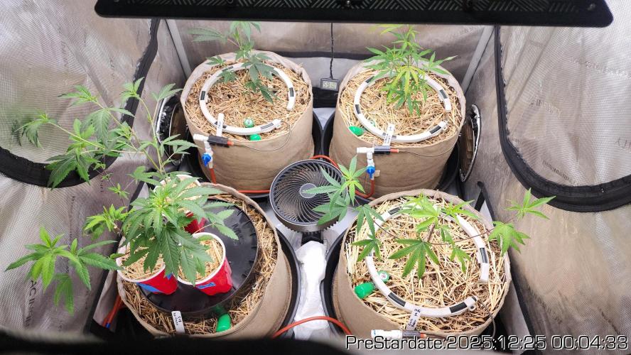 Chill Out OG - MrGrowIt - FabricPotScrog. Week 8