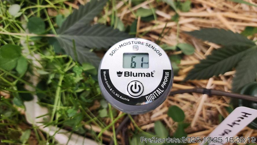 Chill Out OG - MrGrowIt - FabricPotScrog. Week 8