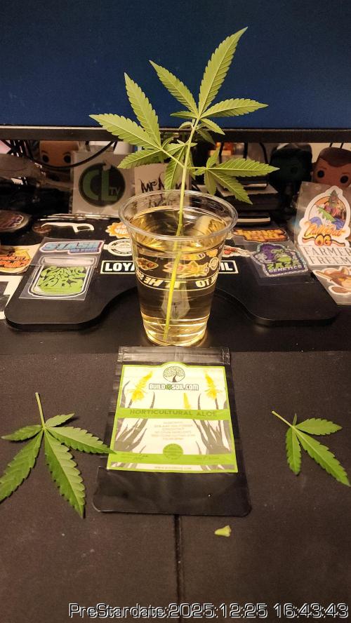 Chill Out OG - MrGrowIt - FabricPotScrog. Week 8