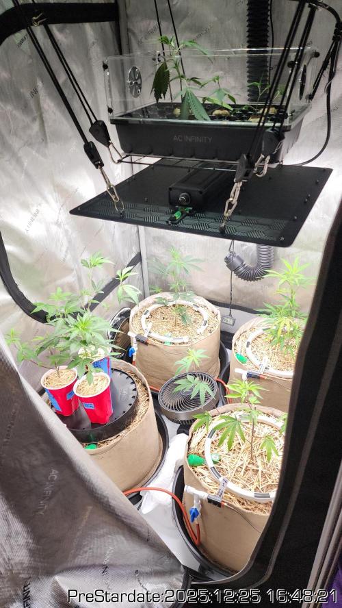 Chill Out OG - MrGrowIt - FabricPotScrog. Week 8