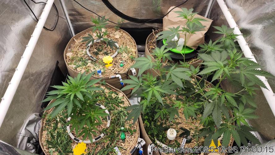 Chill Out OG - MrGrowIt - FabricPotScrog. Week 8