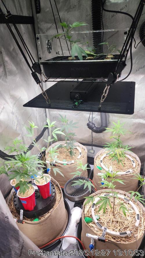 Chill Out OG - MrGrowIt - FabricPotScrog. Week 8