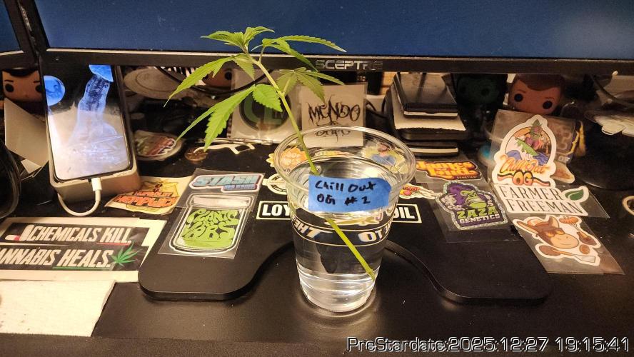 Chill Out OG - MrGrowIt - FabricPotScrog. Week 8