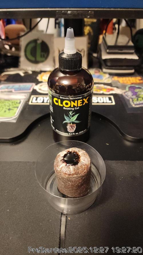 Chill Out OG - MrGrowIt - FabricPotScrog. Week 8