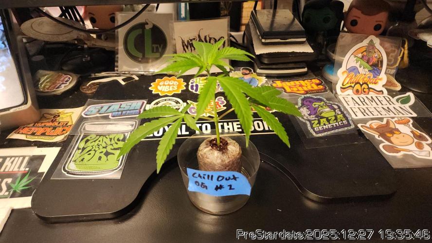 Chill Out OG - MrGrowIt - FabricPotScrog. Week 8