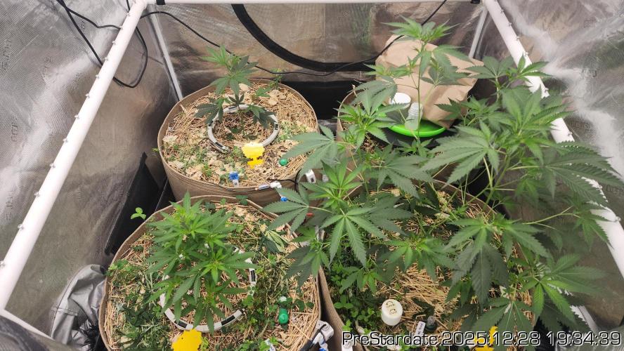 Chill Out OG - MrGrowIt - FabricPotScrog. Week 8