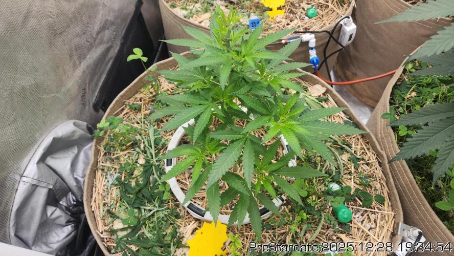 Chill Out OG - MrGrowIt - FabricPotScrog. Week 8