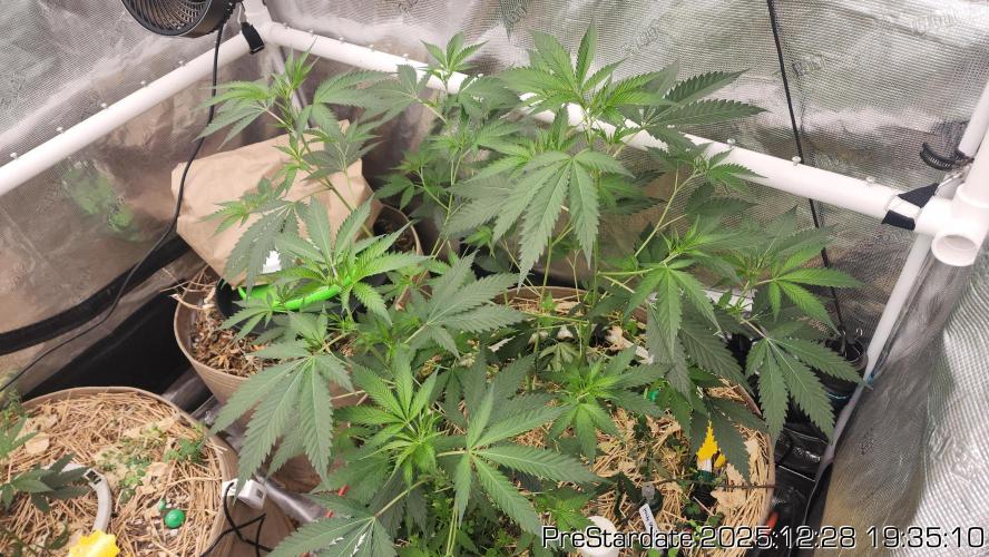 Chill Out OG - MrGrowIt - FabricPotScrog. Week 8