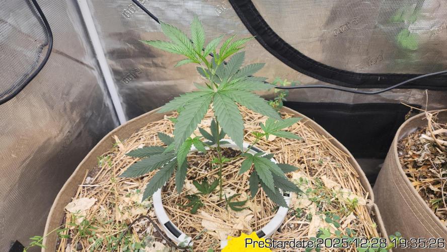 Chill Out OG - MrGrowIt - FabricPotScrog. Week 8