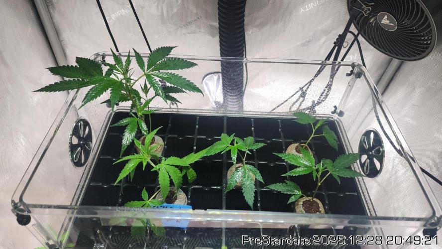 Chill Out OG - MrGrowIt - FabricPotScrog. Week 8