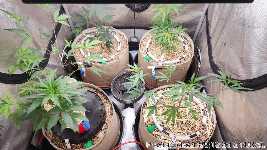 Chill Out OG - MrGrowIt - FabricPotScrog. Week 9