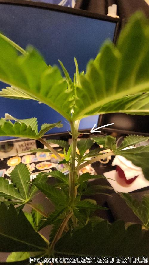 Chill Out OG - MrGrowIt - FabricPotScrog. Week 9