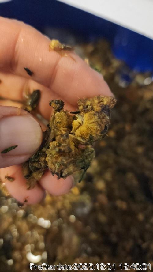 Chill Out OG - MrGrowIt - FabricPotScrog. Week 9