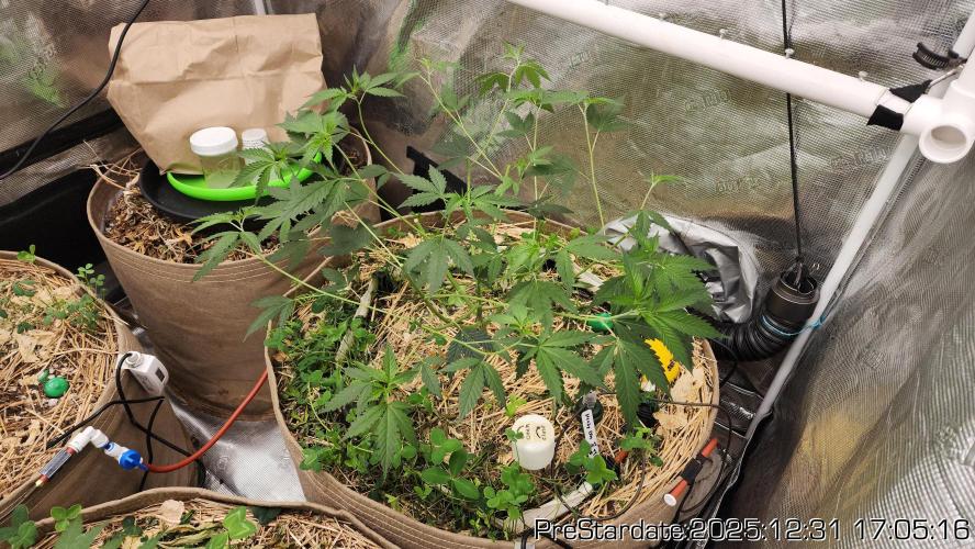 Chill Out OG - MrGrowIt - FabricPotScrog. Week 9