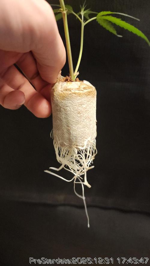 Chill Out OG - MrGrowIt - FabricPotScrog. Week 9