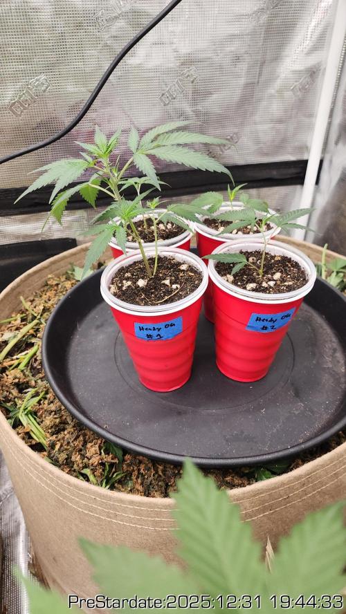 Chill Out OG - MrGrowIt - FabricPotScrog. Week 9