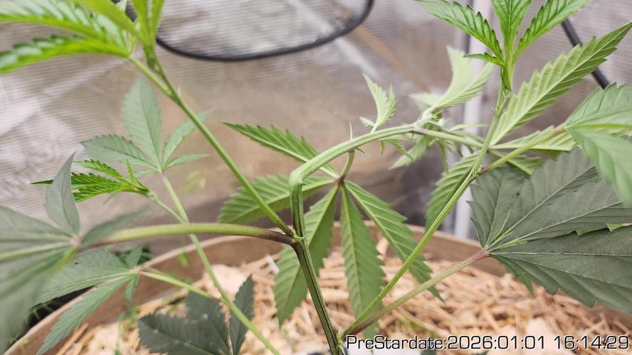 Chill Out OG - MrGrowIt - FabricPotScrog. Week 9