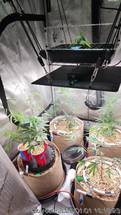 Chill Out OG - MrGrowIt - FabricPotScrog. Week 9