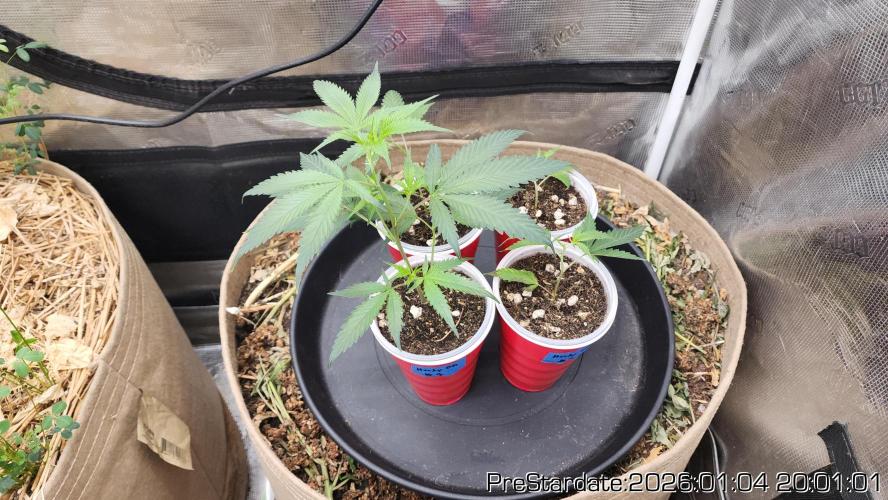 Chill Out OG - MrGrowIt - FabricPotScrog. Week 9