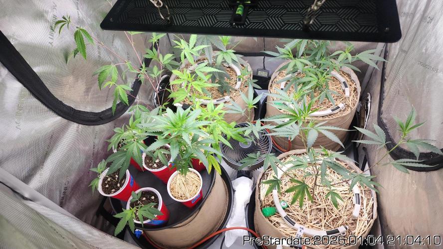 Chill Out OG - MrGrowIt - FabricPotScrog. Week 9