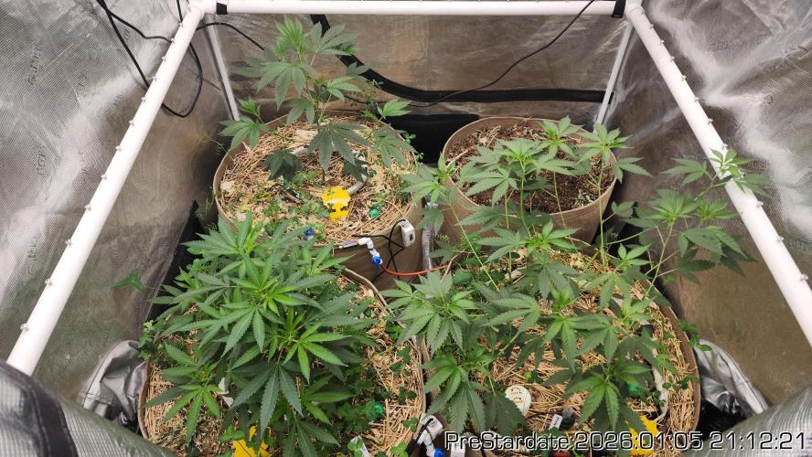 Chill Out OG - MrGrowIt - FabricPotScrog. Week 10