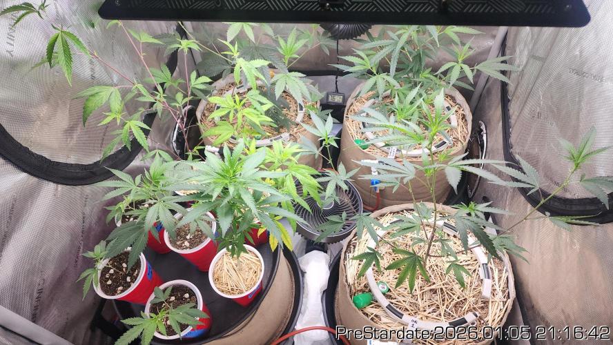 Chill Out OG - MrGrowIt - FabricPotScrog. Week 10