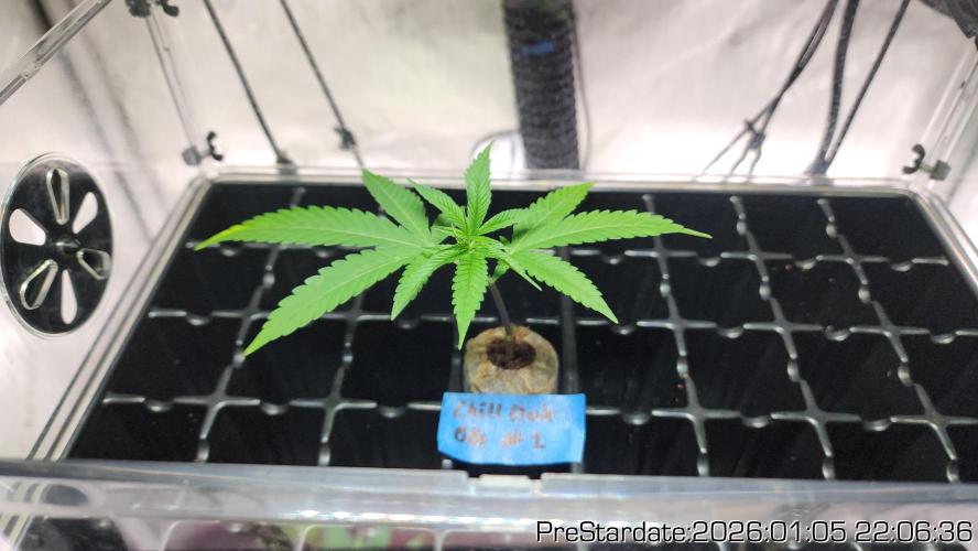 Chill Out OG - MrGrowIt - FabricPotScrog. Week 10