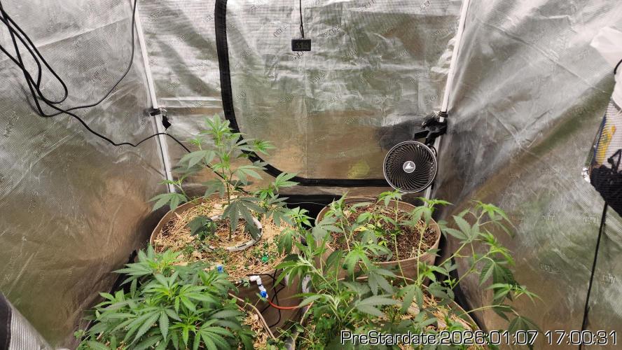 Chill Out OG - MrGrowIt - FabricPotScrog. Week 10